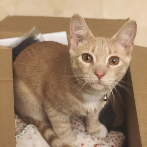 Fundraising Page: Kaitlin Bryant